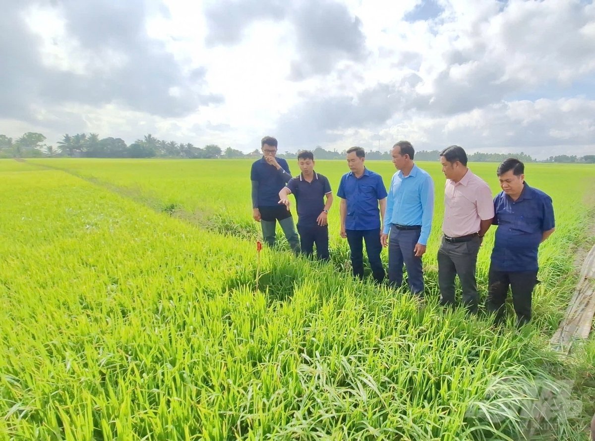 Đề án 1 triệu ha lúa chất lượng cao đang được các tỉnh tại ĐBSCL tích cực triển khai. Ảnh: Trọng Linh.
