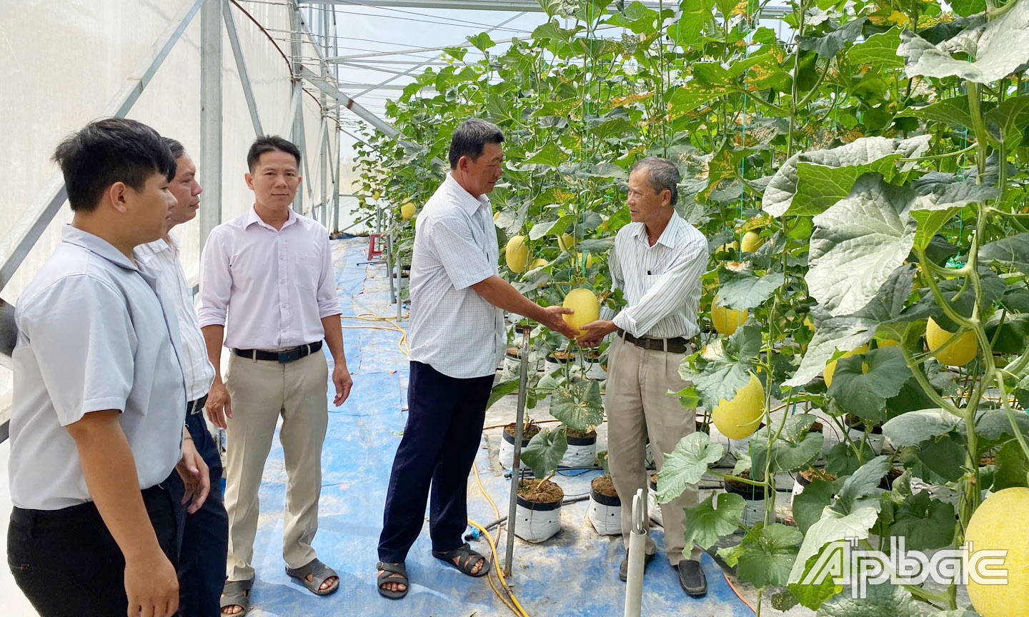 Trung tâm Dịch vụ nông nghiệp huyện đến tham quan mô hình trồng dưa lưới của ông Tùng.