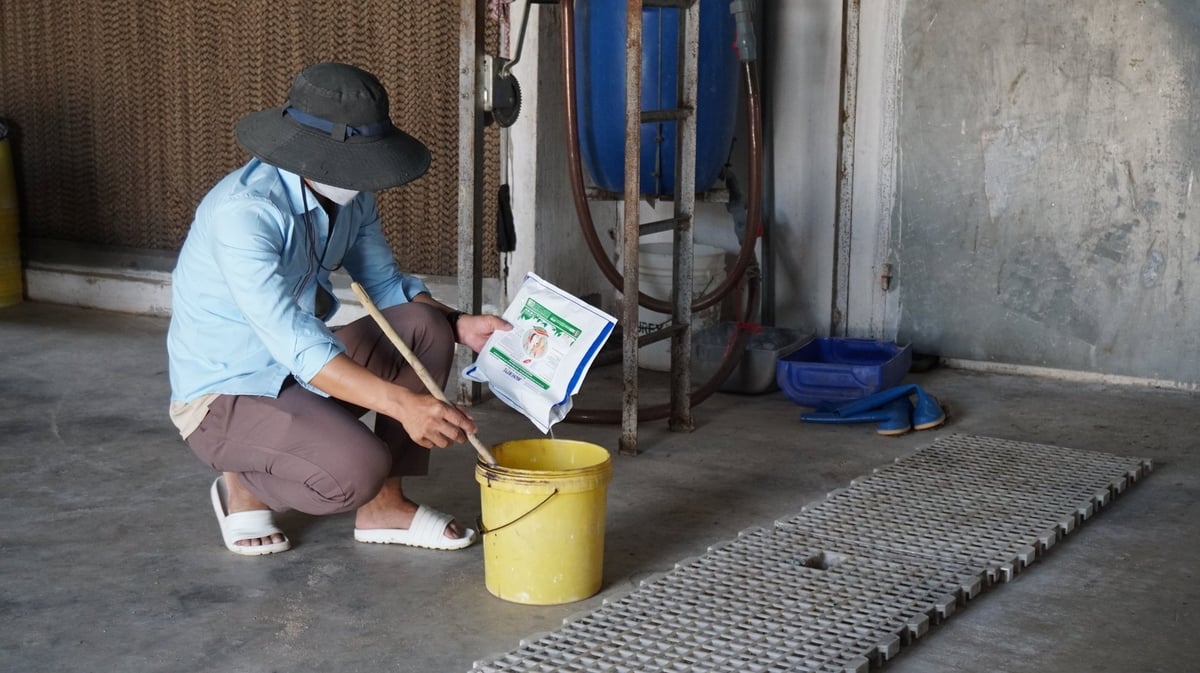Anh Nguyễn Anh Tuấn hòa tan chế phẩm sinh học trước khi đưa vào hệ thống uống nước tự động. Ảnh: Trần Trung.