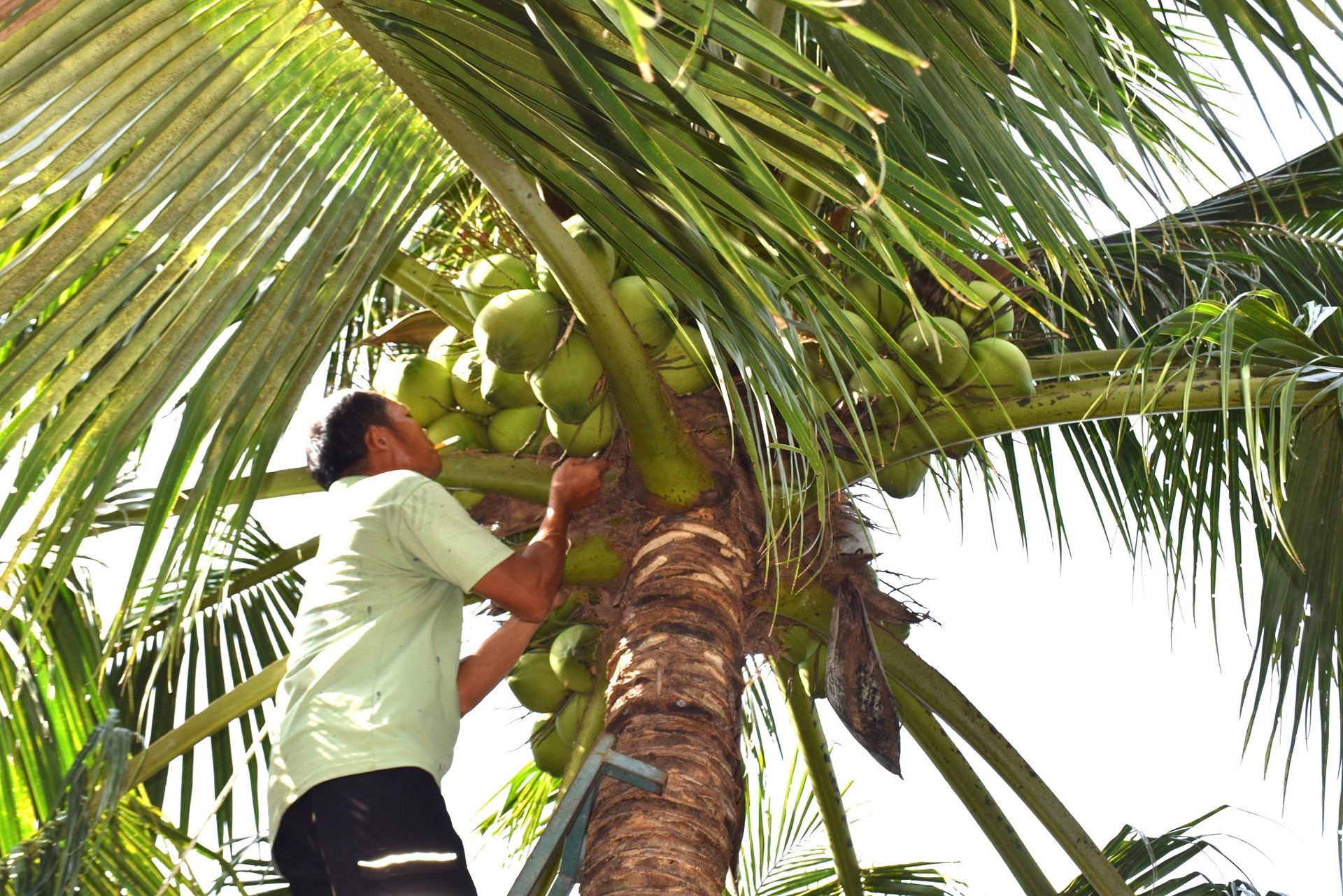 Tam Quan green coconut was selected by scientists of the South Central Coast Agricultural Science and Technology Institute as a quality variety, suitable for development in the region. Photo: V.D.T.