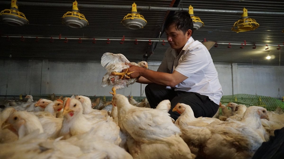 Cán bộ chăn nuôi và thú y huyện Tân Châu kiểm tra an toàn dịch bệnh trên đàn gà. Ảnh: Trần Trung.