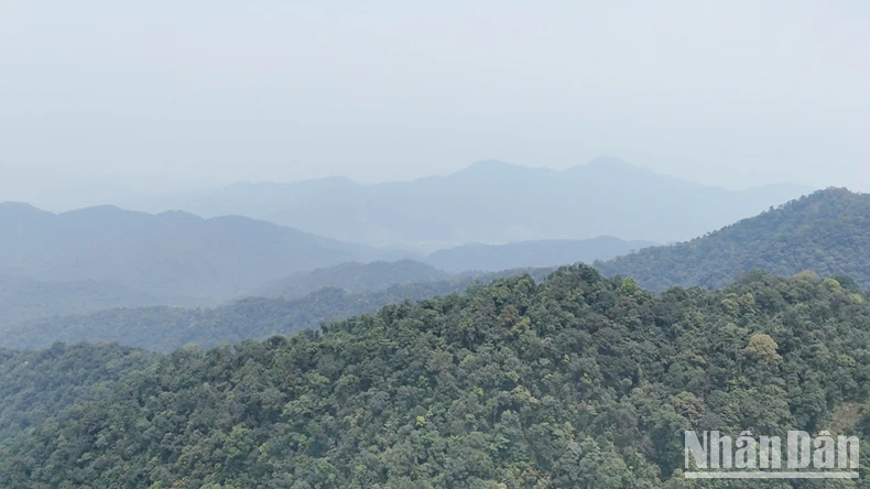 Announcing information on ancient mai forest in Non Mai-Song Han area, Quang Tri photo 1