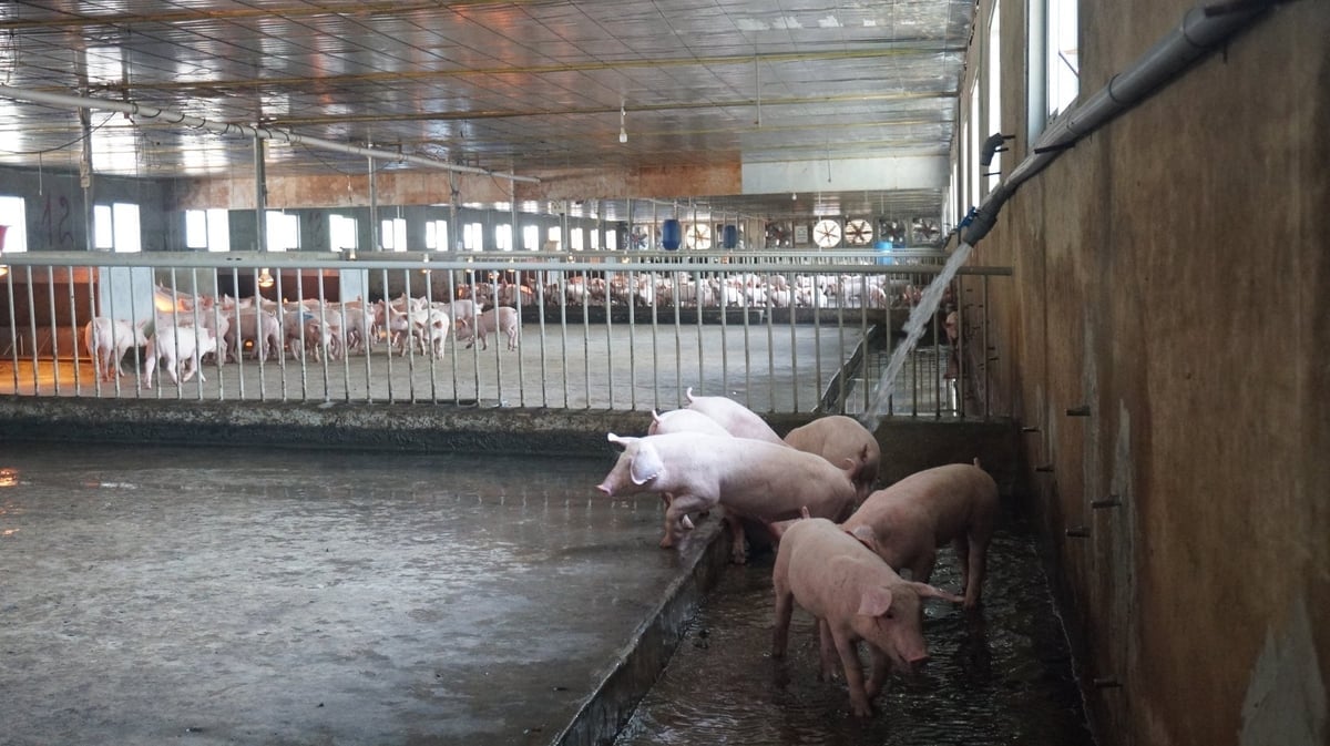 Bên trong trang trại Futifarm. Ảnh: Trần Trung.