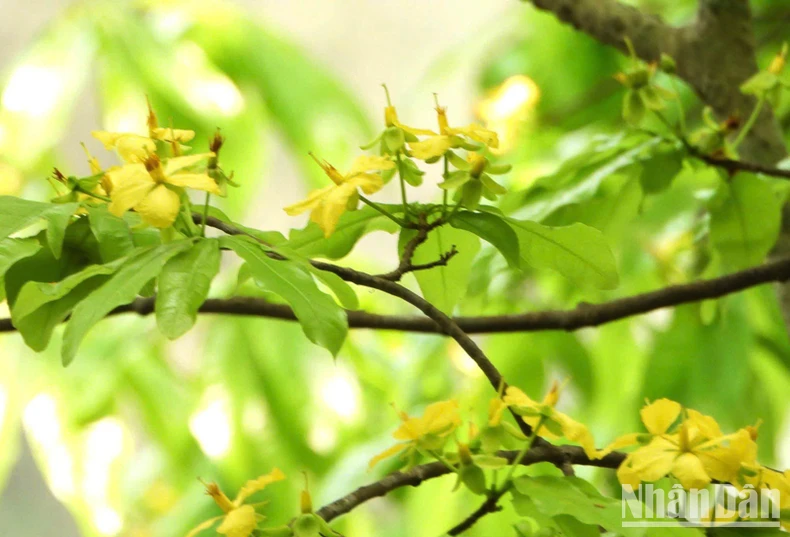 Announcing information on ancient mai forest in Non Mai-Song Han area, Quang Tri photo 3