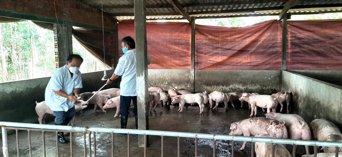 Ngành chức năng Bình Định khuyến cáo người chăn nuôi tiêm phòng đầy đủ các loại vacxin để đàn lợn tăng sức đề kháng, chống chọi được với dịch tả lợn Châu Phi. Ảnh: V.Đ.T.