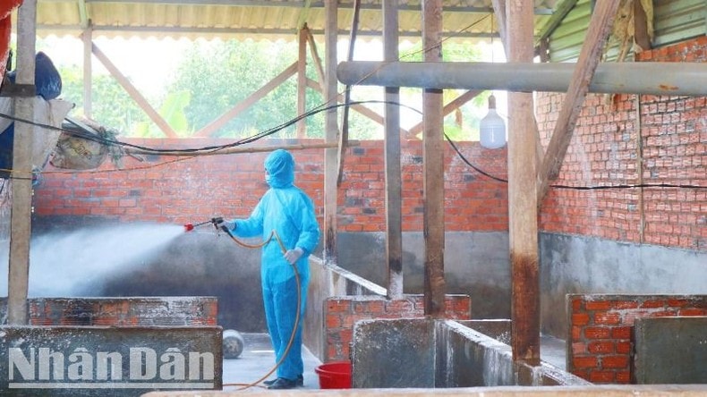 Dak Lak recorded 9 animal disease outbreaks since the beginning of the year photo 2