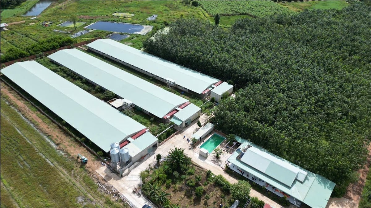 Một góc trang trại chăn nuôi heo nái công nghệ cao Nam An Khánh. Ảnh: Trần Trung.
