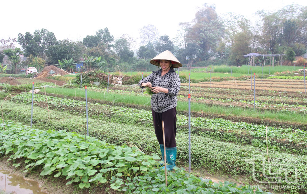 Nhiều hộ trồng rau ở xã Nhã Lộng đầu tư lắp đặt hệ thống tưới tự động bằng van xoay.