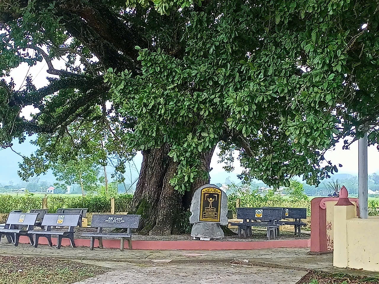 មែកធាងស្រោមដៃ។ រូបថត៖ វ៉ាន់ ភីន