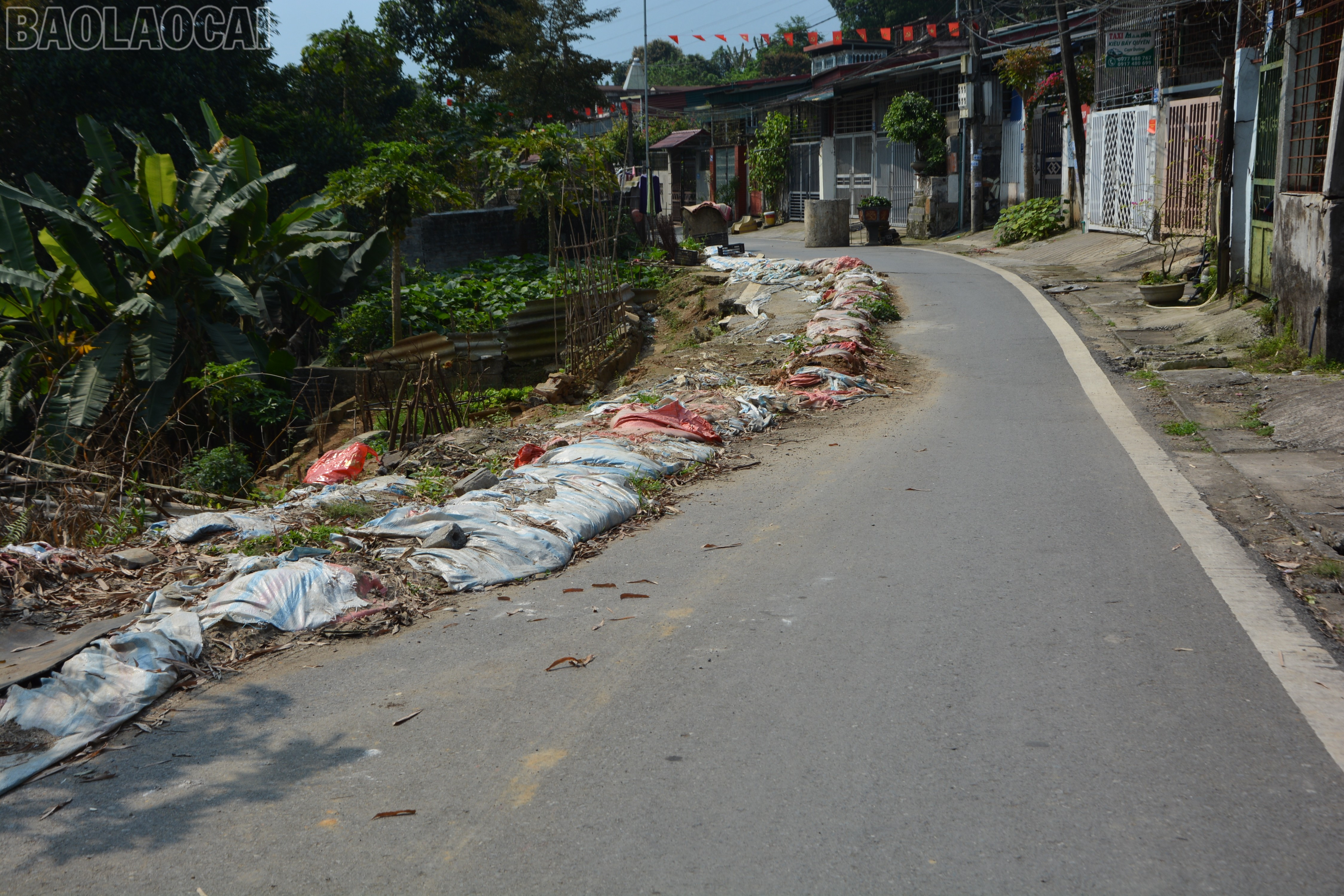 baolaocai-tl_dsc-5830-2.jpg