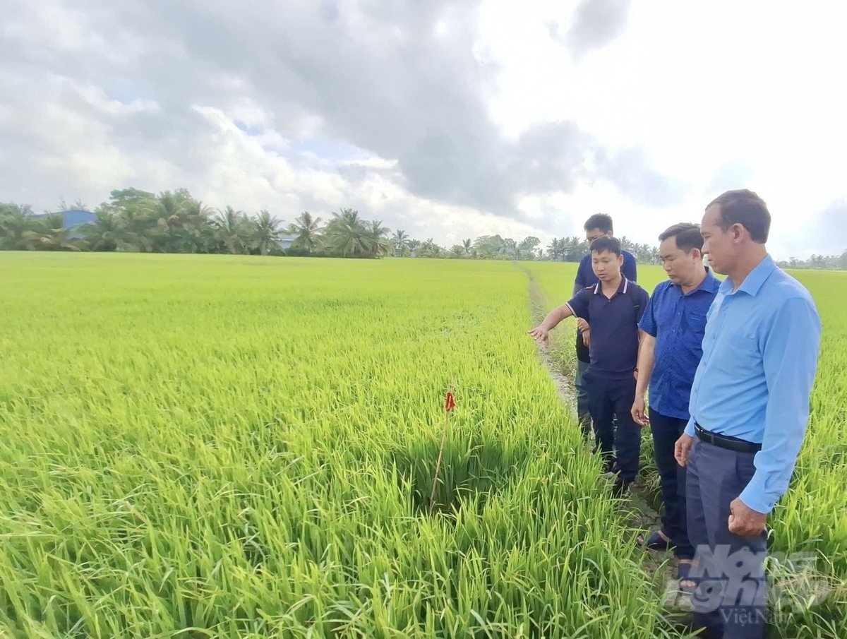 Lãnh đạo huyện Hòa Bình tham quan cánh đồng lúa của HTX Vĩnh Cường. Ảnh: Trọng Linh.