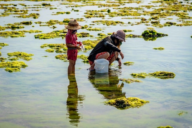 Bức xúc cảnh ô tô dàn hàng chụp ảnh trên bãi rêu san hô Ninh Thuận- Ảnh 8.