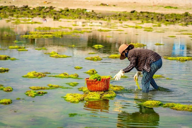 Bức xúc cảnh ô tô dàn hàng chụp ảnh trên bãi rêu san hô Ninh Thuận- Ảnh 9.