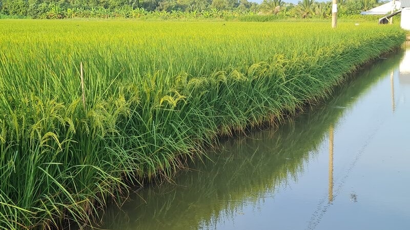 ផលិតកម្មស្រូវសន្សំសំចៃទឹកត្រូវបានណែនាំ ដោយសារគ្រោះរាំងស្ងួត និងជាតិប្រៃកាន់តែធ្ងន់ធ្ងរ។ រូបថត៖ Nhat Ho