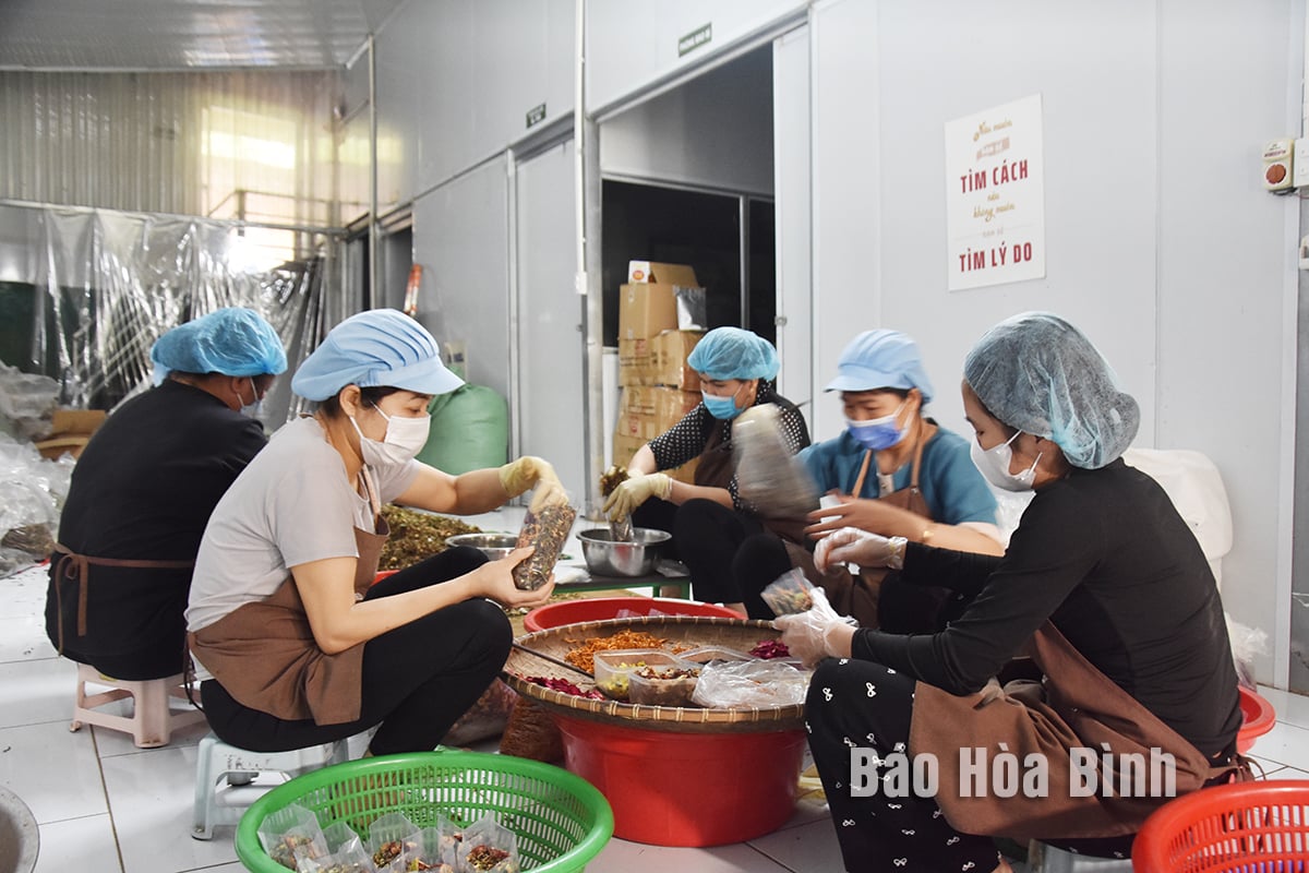 Đầu tư phát triển vùng dược liệu quý
