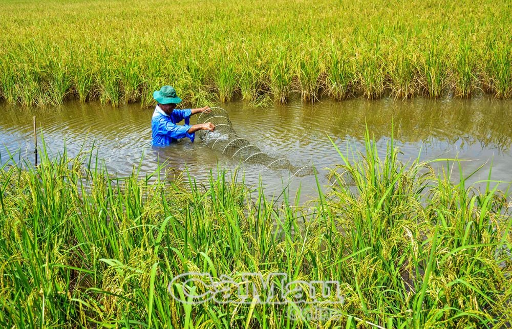 អង្ករ - គំរូបង្គា។                       រូបថត៖ វ៉ាន់ ឌឹម