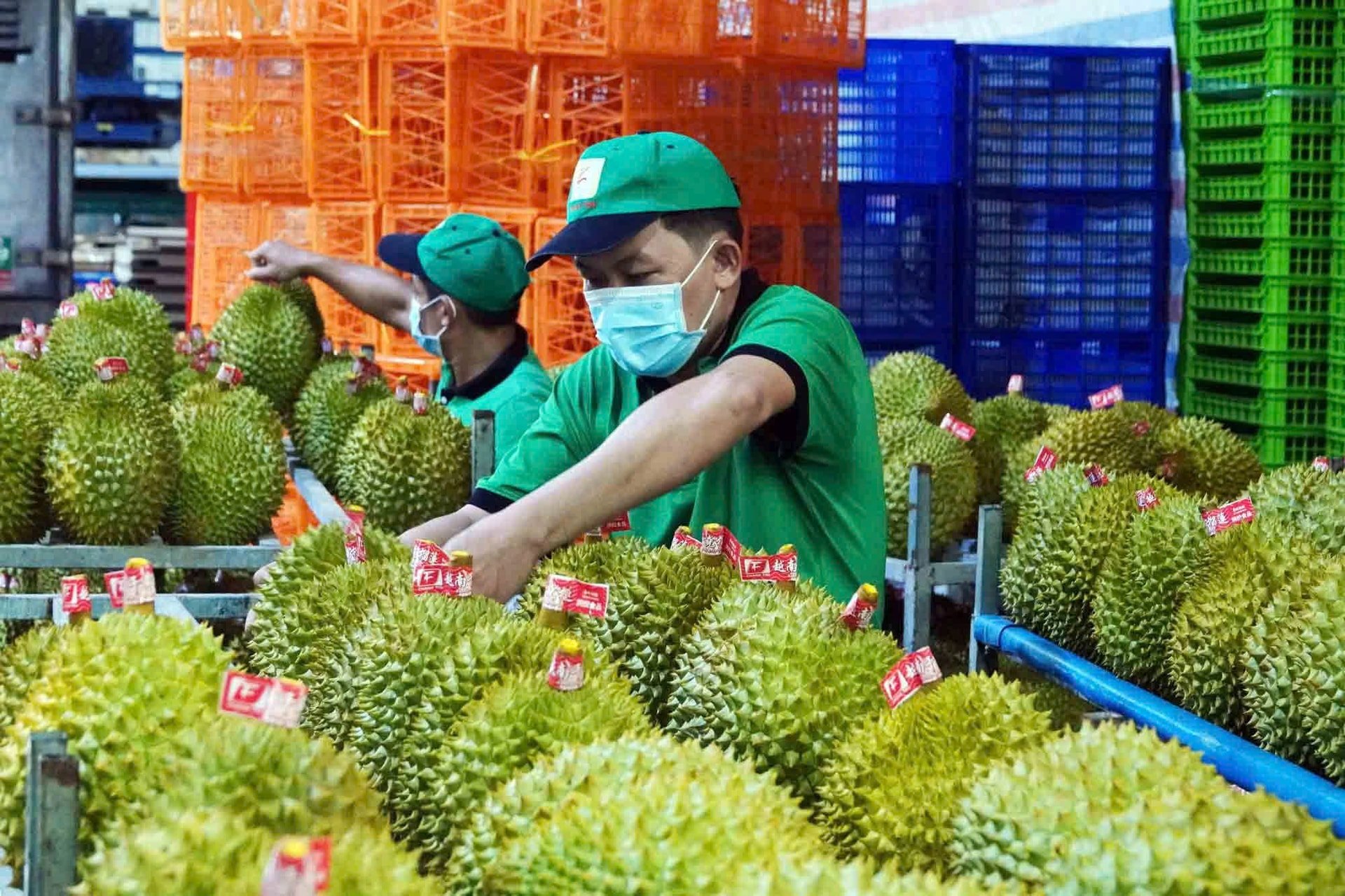 Sầu riêng Việt gặp khó tại Trung Quốc Siết kiểm dịch đối thủ mới trỗi dậy 