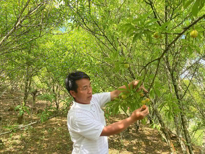 Mường Lát vươn mình: Hành trình thay đổi từ Nghị quyết 11-NQ/TU (Bài 1) - Mở hướng cho vùng khó