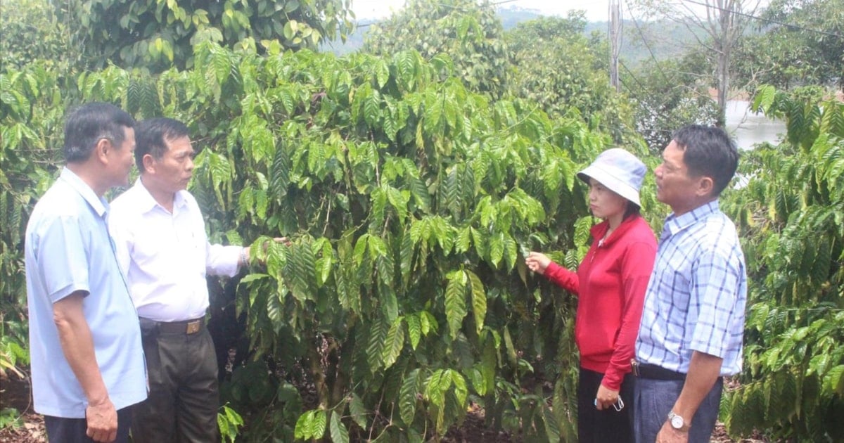 Hợp tác xã ở Đắk Nông thúc đẩy chuyển đổi xanh