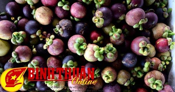 Du khách và măng cụt, sầu riêng đầu mùa