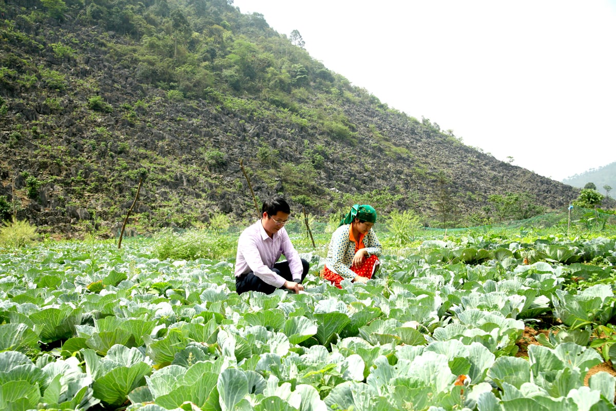 Người dân thôn Hồng Ngài A, xã Sủng Thài (Yên Minh) cải tạo vườn tạp nâng cao thu nhập.
