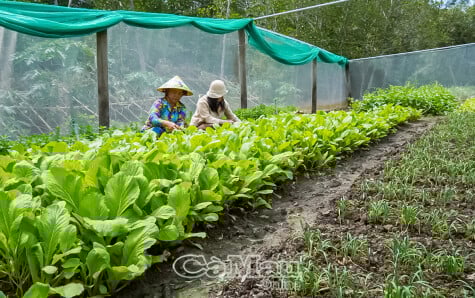 Nông dân vùng mặn trồng màu tăng thu nhập