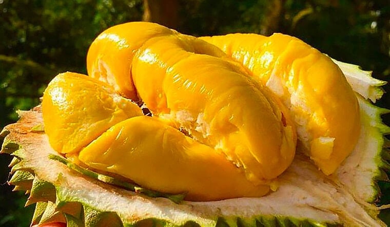 Giá sầu riêng hôm nay 15 Điều chỉnh giảm với sầu Thái và Ri6