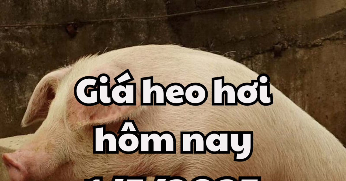 Giá heo hơi hôm nay 1/5/2025: Chững lại tại 3 miền cả nước