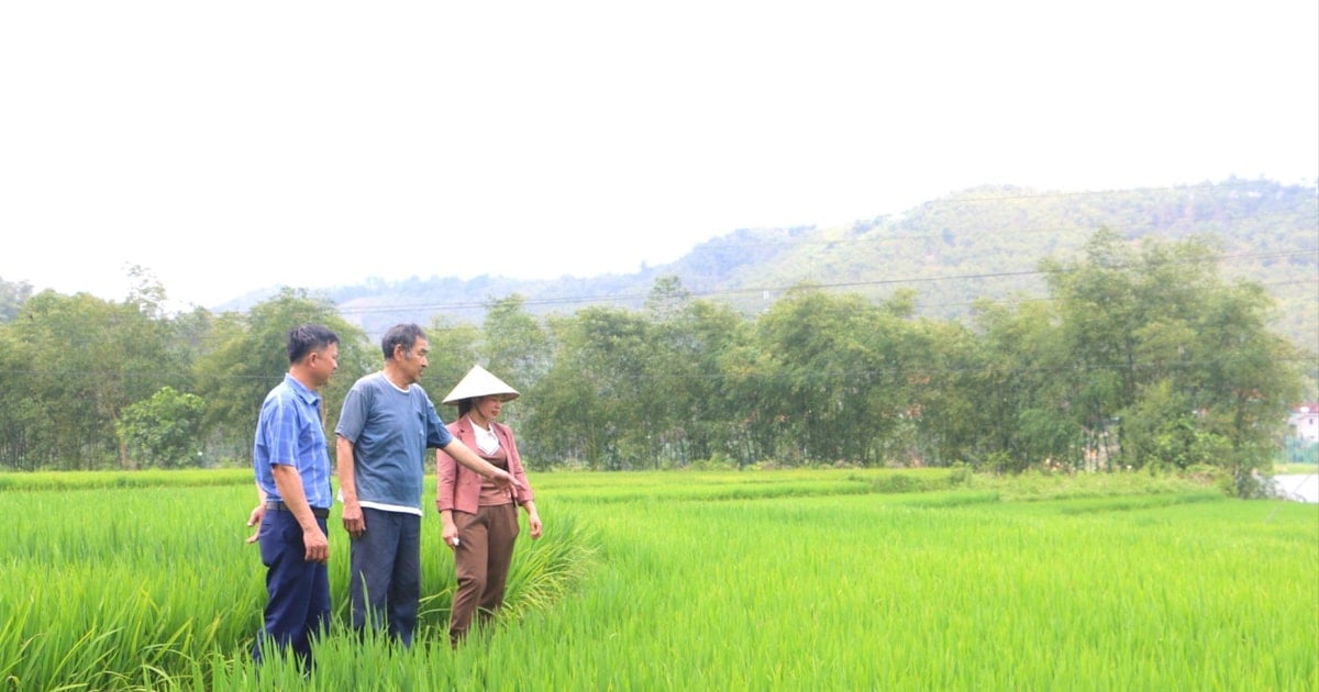 'Farmer leader' is good at village affairs and good at people's affairs