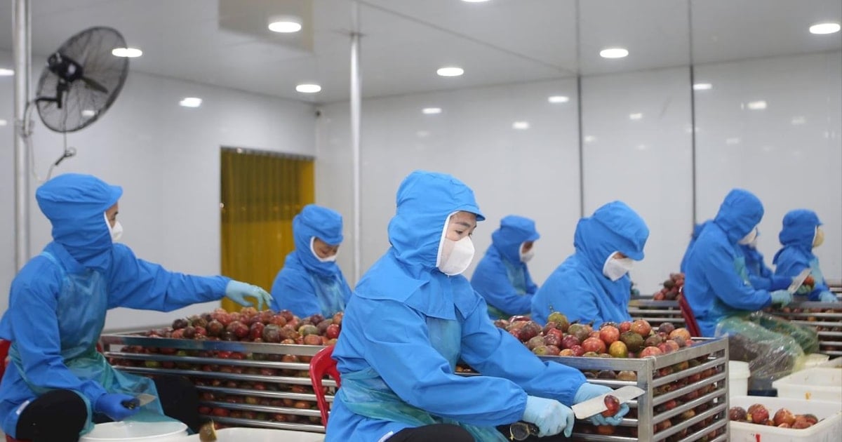 Doanh nghiệp Đắk Nông tìm thêm đường đi cho xuất khẩu