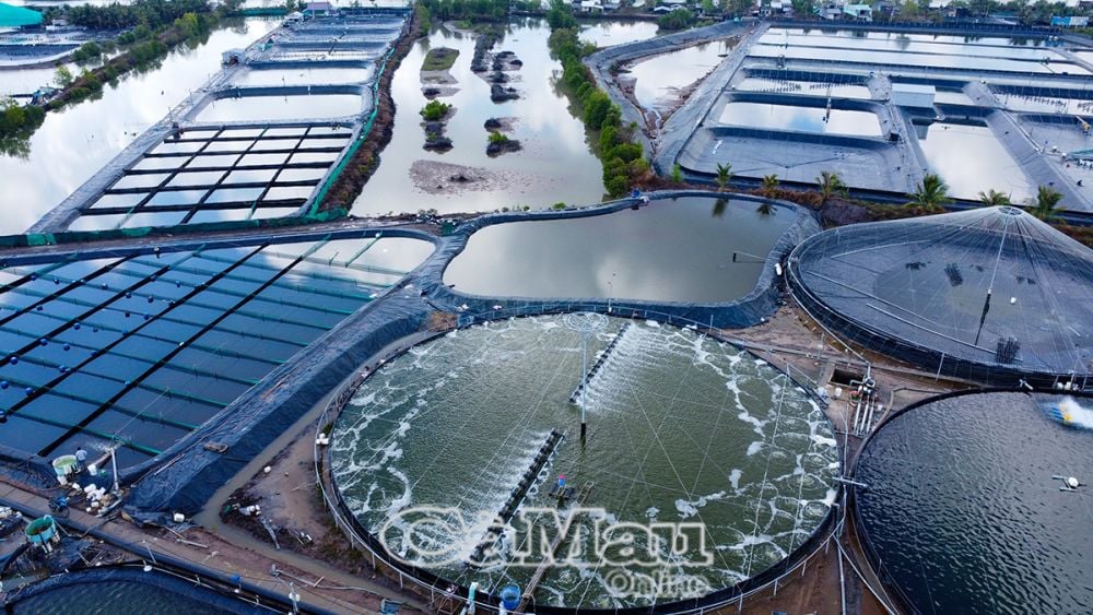 គំរូចិញ្ចឹមបង្គាដែលពឹងផ្អែកខ្លាំងជាមួយនឹងការផ្លាស់ប្តូរទឹកតិចតួចមិនត្រឹមតែនាំមកនូវប្រសិទ្ធភាពសេដ្ឋកិច្ចខ្ពស់ប៉ុណ្ណោះទេ ប៉ុន្តែថែមទាំងការពារបរិស្ថាន និងសម្របខ្លួនទៅនឹងការប្រែប្រួលអាកាសធាតុផងដែរ។