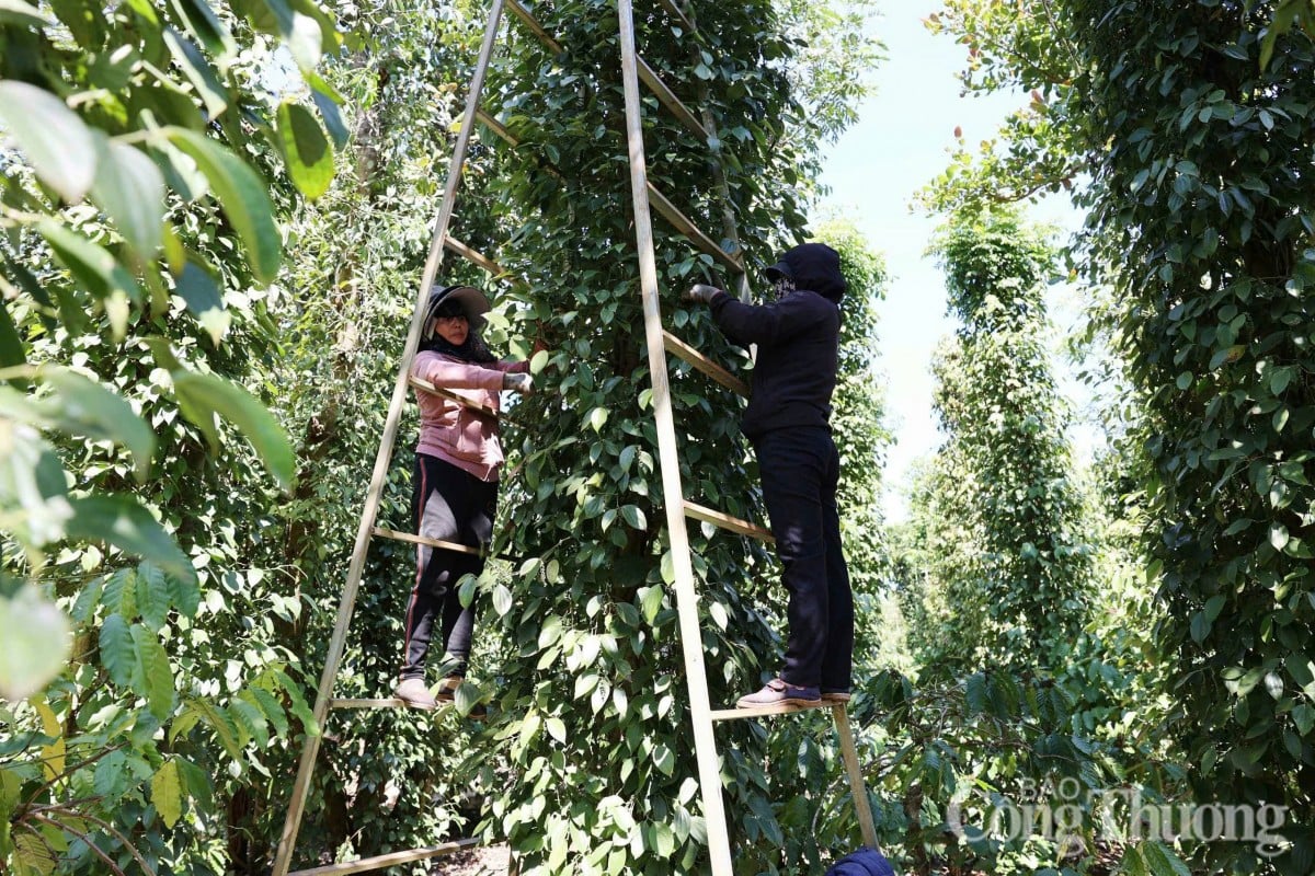 Giá tiêu hôm nay 1/5/2025, trong nước neo mức cao