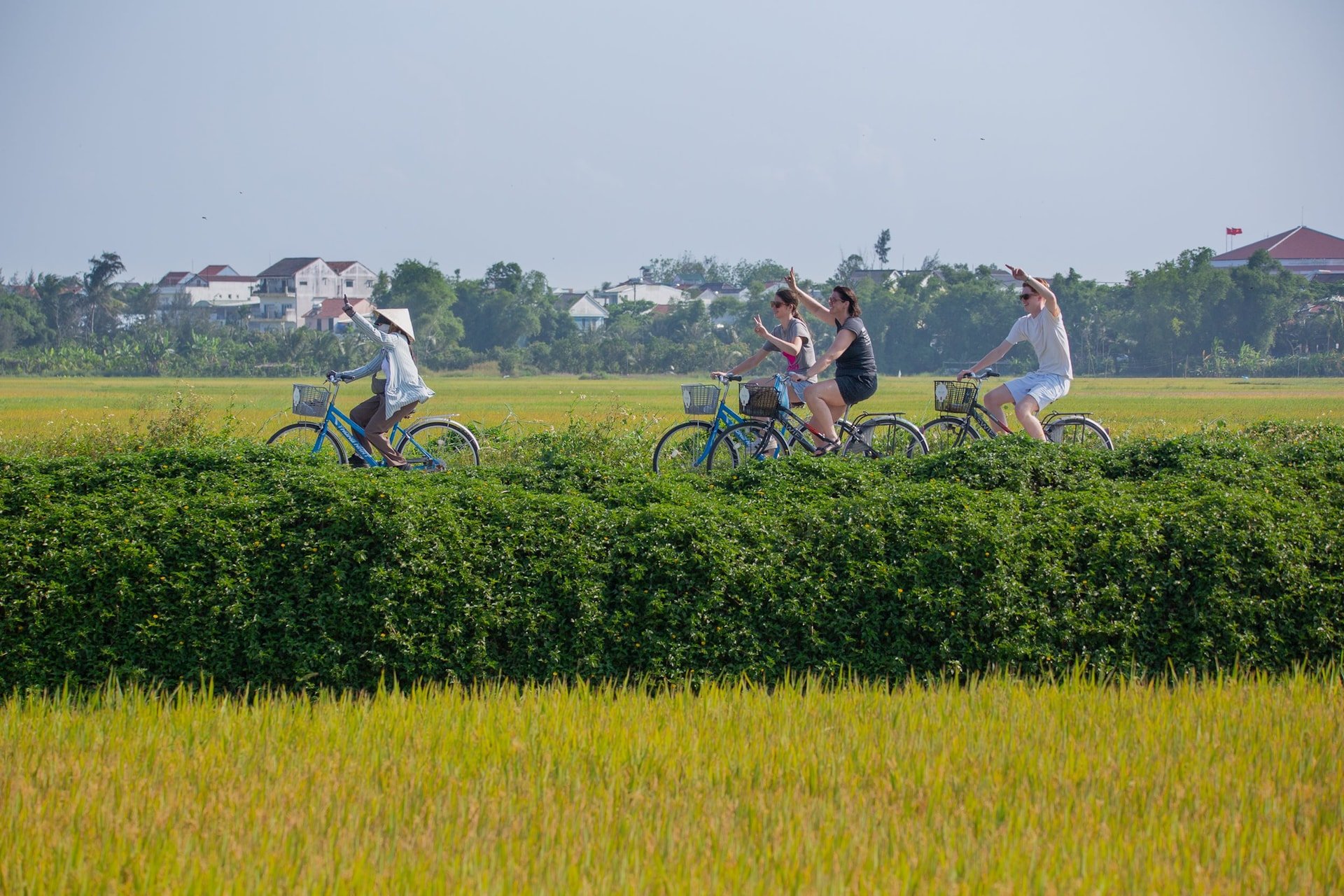 các_tour_lữ_hành_dẫn _khách_trải_nghiệm_mùa_lúa_chín
