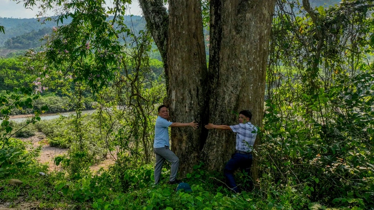 bằng lăng - Ảnh 3.
