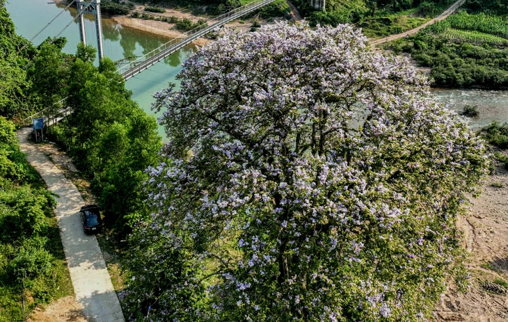 bằng lăng - Ảnh 1.