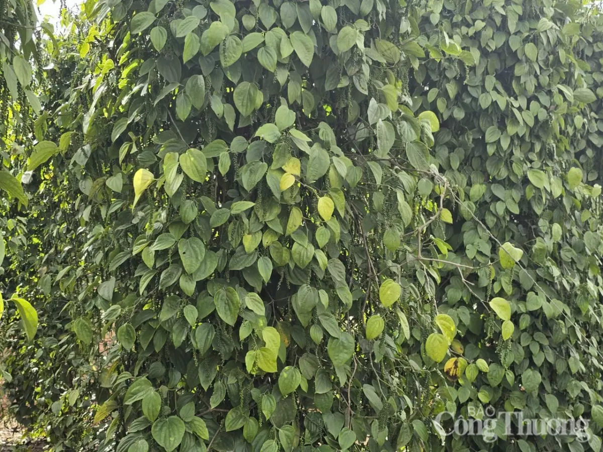Giá tiêu hôm nay 10/5/2025, trong nước duy trì mức cao