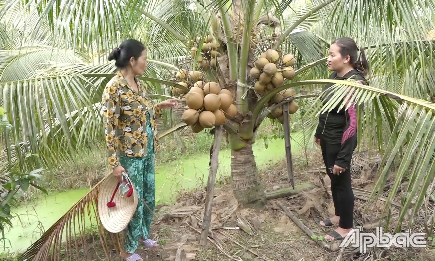 Dừa tươi xã Thạnh Nhựt đã được cấp MSVT xuất khẩu.