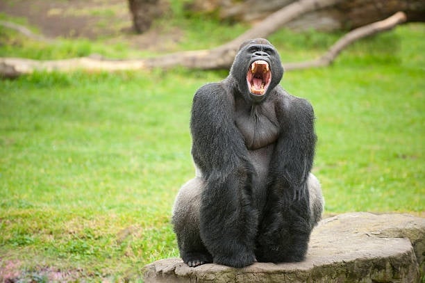 Un expert animalier compare la force de 100 humains et de gorilles - 3