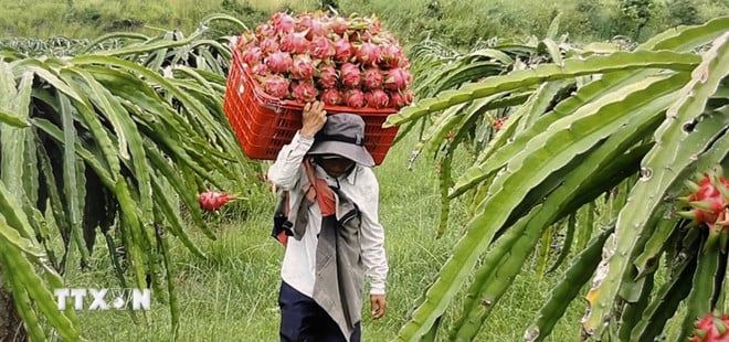ttxvn-nong-san.jpg