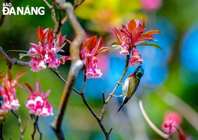 Hoa đào chuông vừa kiêu sa, vừa mong manh, quyến rũ lại có sắc màu và hình dáng như chiếc chuông nhỏ khiến bao người mê đắm. Ảnh: Nguyễn Trình