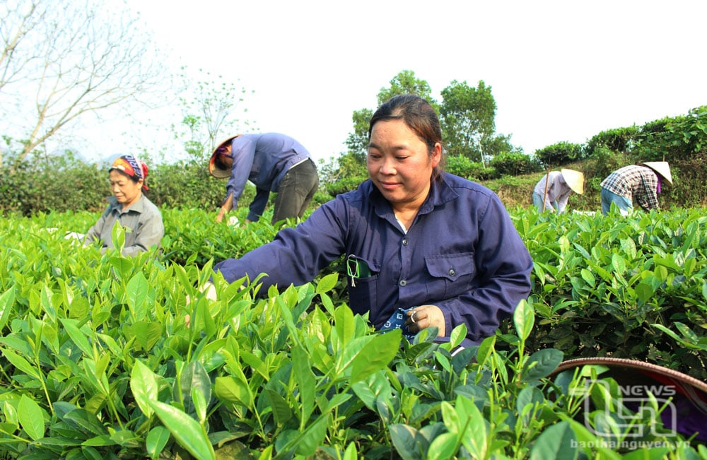 Chị Lăng Thị Điềm tham gia mô hình tổ hợp tác sản xuất chè VietGAP xóm Ba Đình.
