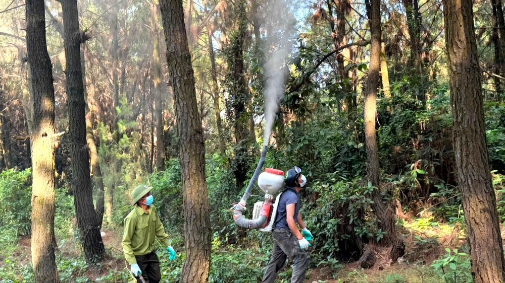 Las autoridades rocían pesticidas para evitar que las orugas dañen los bosques de pinos.