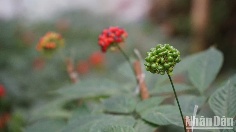 クアンナム省におけるゴックリン人参を主作物とする薬用植物産業センターの開発と形成 写真3