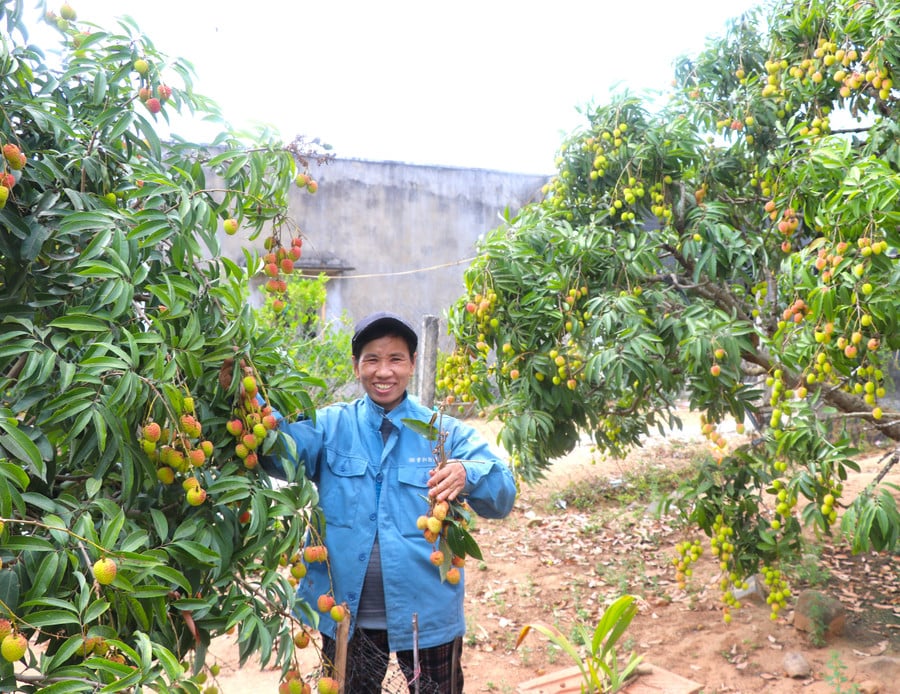 cuoi-thang-4-cay-vai-cua-gia-dinh-chi-tran-thi-bong-thon-3-xa-nghia-an-bat-dau-chin-ro-ban-gia-cao-anh-ngoc-minh.jpg