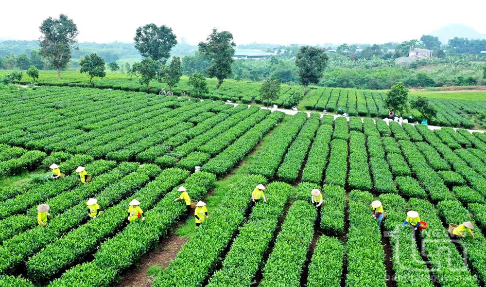 Với diện tích trên 600ha chè, người dân tại 11 làng nghề chè truyền thống ở xã Phúc Thuận (TP. Phổ Yên) đã chủ động áp dụng quy trình sản xuất theo hướng an toàn, tạo cảnh quan vùng chè xanh - sạch - đẹp.
