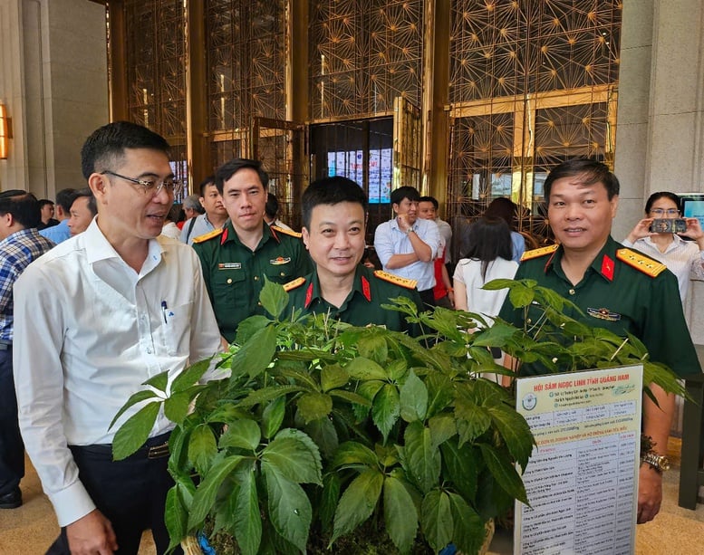 Ứng dụng công nghệ để bảo tồn, phát triển thương hiệu sâm Ngọc Linh- Ảnh 2.