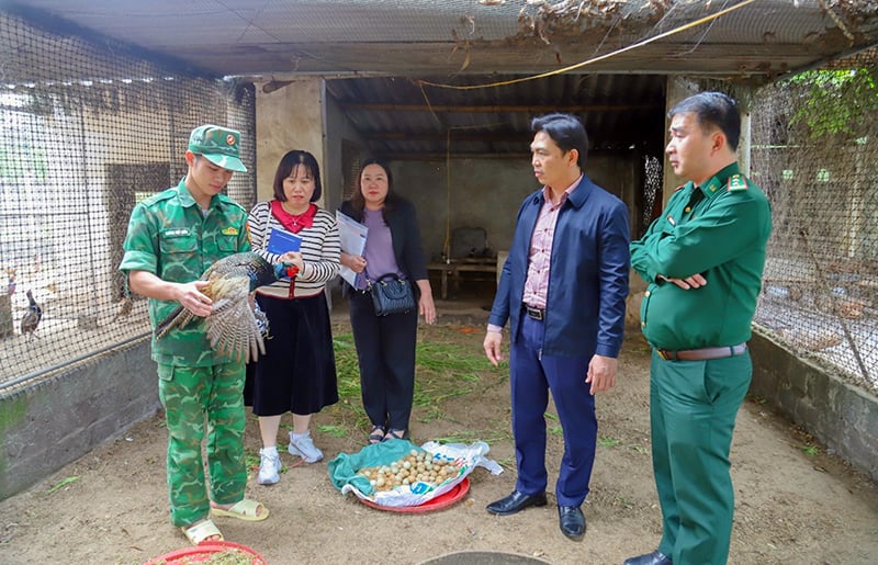Chim trĩ phù hợp nuôi quy mô chuồng trại.