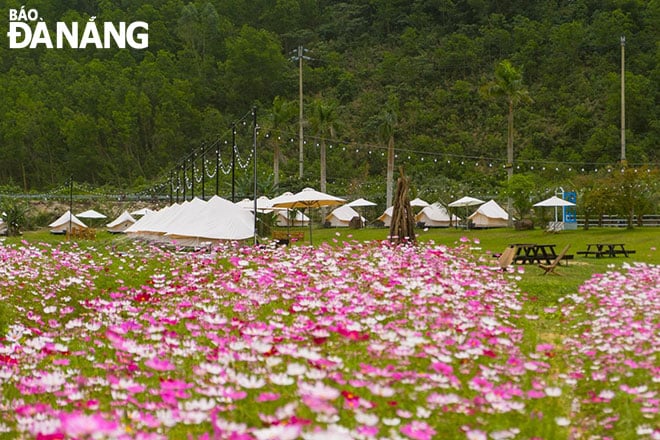 Vạt hoa cánh bướm tạo nên cảnh sắc thơ mộng tại Tuấn Lê Glamping. Ảnh: T.Y