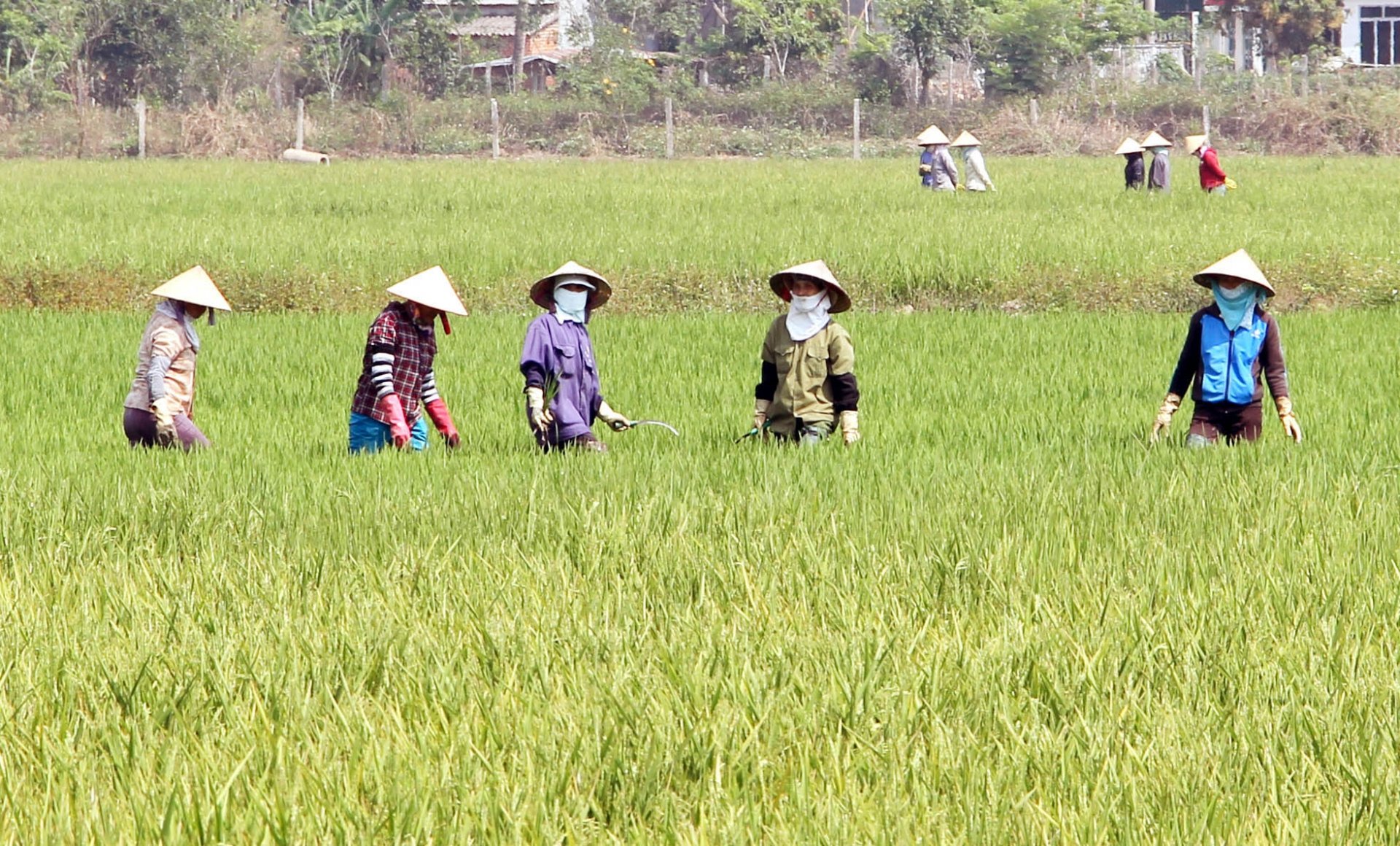 Cánh đồng lúa tốt tươi, nơi ngày xưa những người thanh niên xung kích thành Huế khai hoang