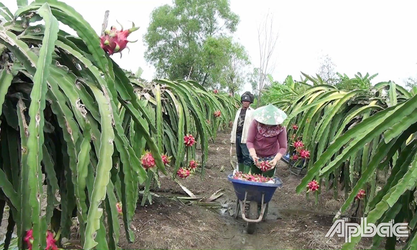 Thanh long xã Đồng Sơn đã được cấp MSVT xuất khẩu.